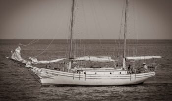 Sea Mist-66